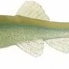Little Creeper Trash Fish Swimbaits 6"